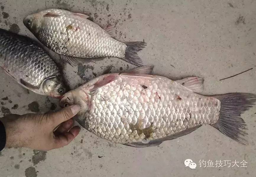 【钓闻】鄂州钓友洋澜湖钓起3.5斤大鲫鱼