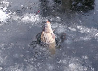 【钓鱼技巧】冬季钓鲤鱼技巧分析