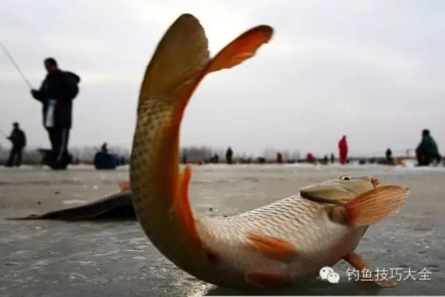【技巧】自然水域冬季如何钓鲤鱼？