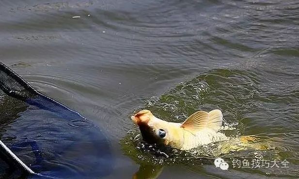 经验：春季水库钓鲤鱼的实战技巧