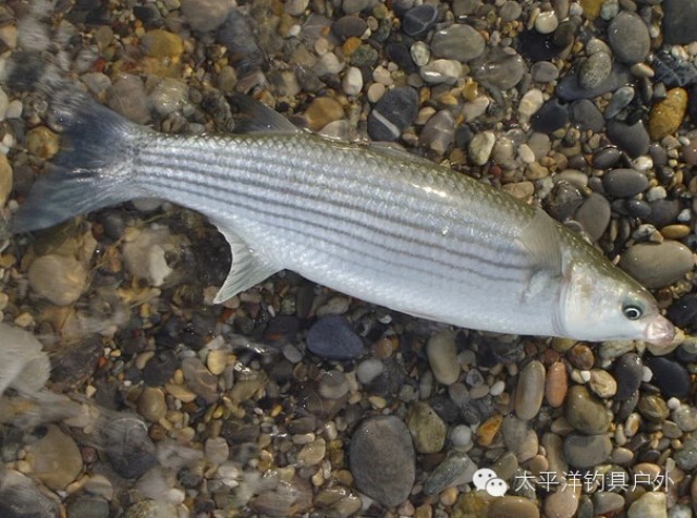 【钓鱼知识】根据浮漂看鱼讯：鱼吃食的四个阶段反映