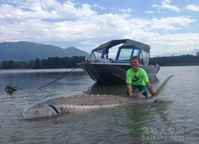 加拿大9岁男孩捕获272公斤重大鱼（附：放生视频）