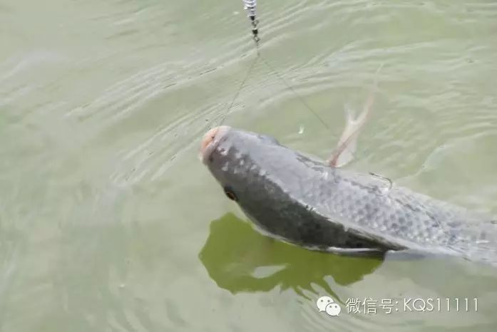 【技巧】黑坑垂钓如何应对鲤鱼不开口状况