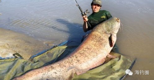 意大利钓鱼爱好者钓到“鲶鱼王”重逾200斤