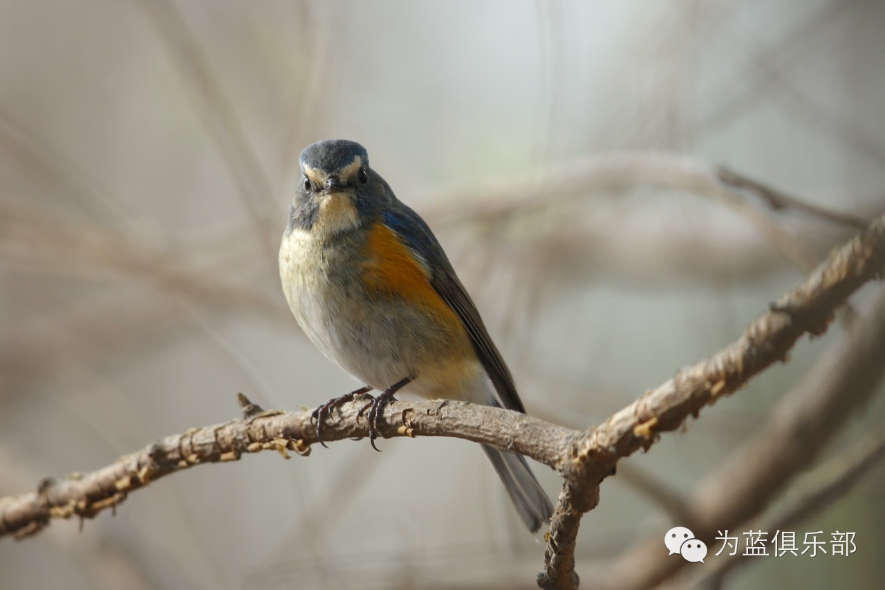 它们都回来了：北京湿地春季常见鸟类（二）