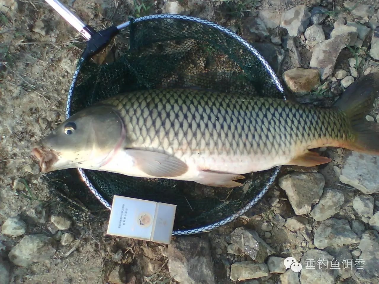 【鱼饵制备】钓鲤鱼提高诱鱼效果和中鱼率的饵料配置方法