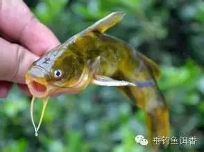 【钓鱼技巧】黄颡鱼的六种垂钓技巧