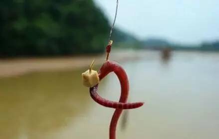野钓鲫鱼最常用的蚯蚓穿钩方法