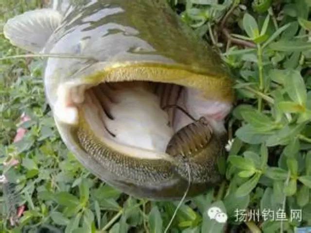 【江钓技巧】在江河里钓鲶鱼的方法