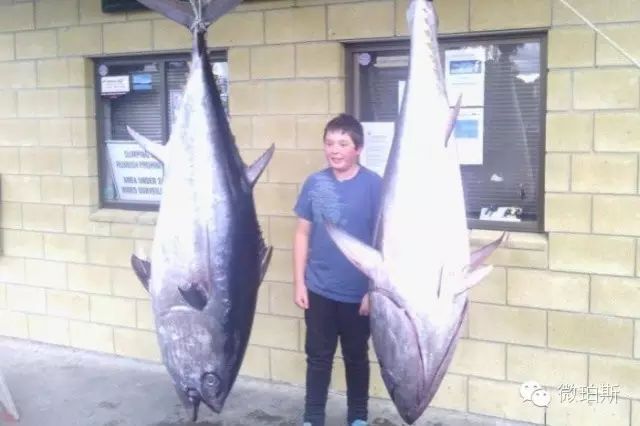 【钓鱼】澳洲小兄弟钓上两条巨大金枪鱼 有望双双打破世界纪录