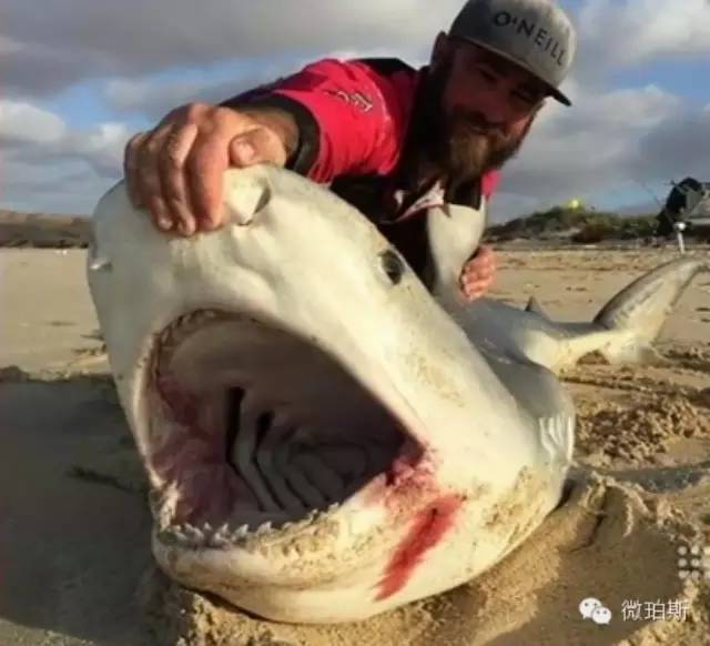 还在秀抓螃蟹，捞鲍鱼？看两位西澳小哥玩钓鲨鱼！
