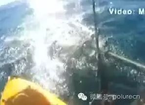 男子海钓遇鲨鱼 用船桨奋力击退