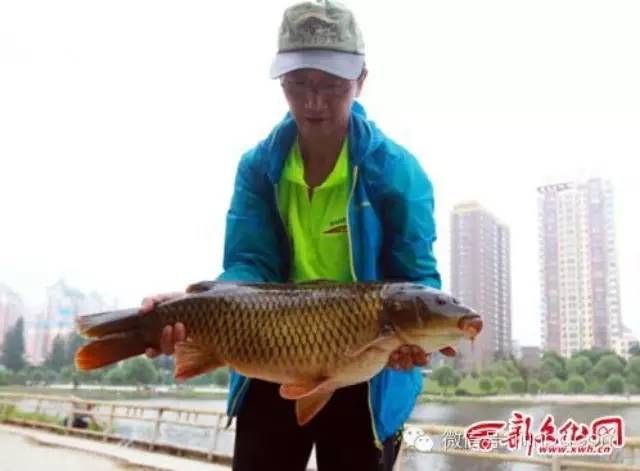 有料就要爆 不爆不知道——江城市民钓上重近14斤鲤鱼