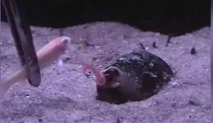 【钓鱼新闻】海螺伸出粉色毒牙一口气活吞一整条鱼,场面骇人
