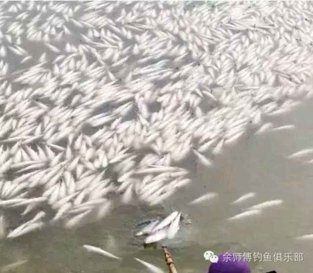 【钓鱼新闻】受寒流影响 韩国一养殖场上万条鱼被冻死