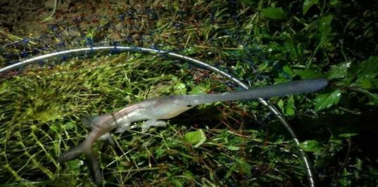 【钓鱼新闻】贵州网友钓到一条鼻子比鱼身长的怪鱼