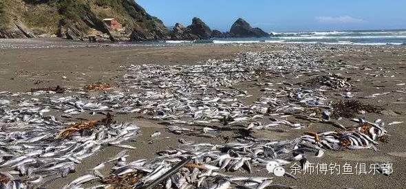 【钓鱼新闻】数千吨死鱼堵塞智利河畔 民众健康受威胁