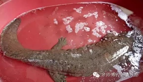 【钓鱼新闻】浙江惊现1米长巨型娃娃鱼：叫声惊呆