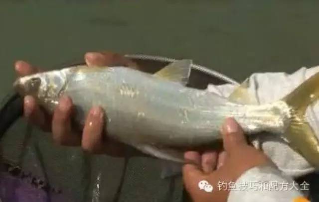 钓黄尾鯝鱼的技巧方法（饵料、窝料、钓位、钓法）