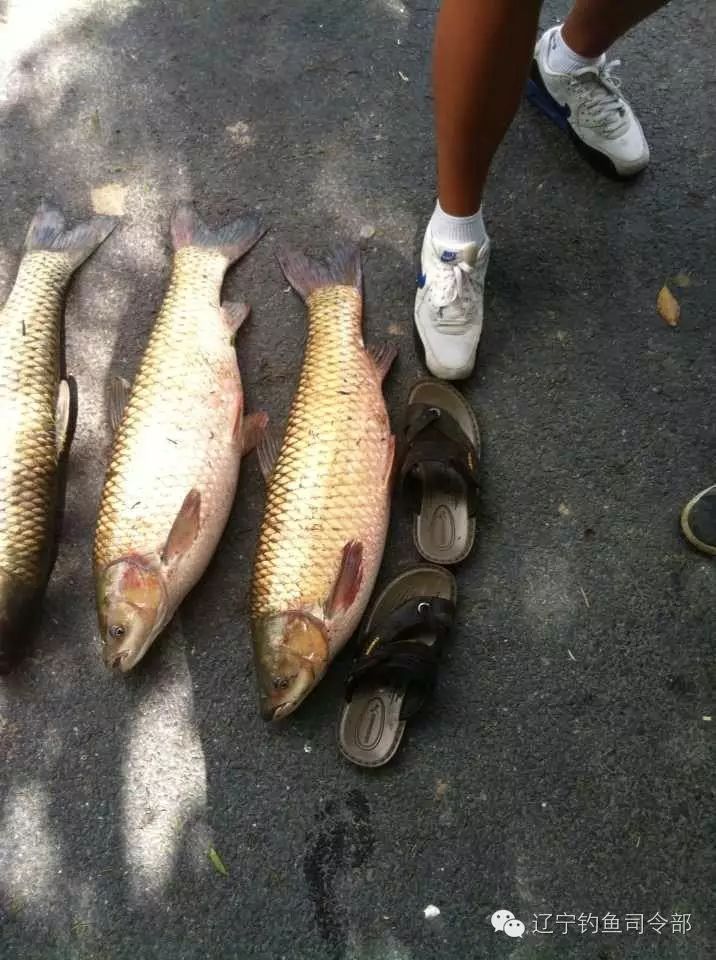 夏季早中晚钓草鱼的三个技巧