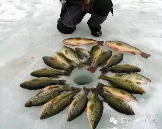 冰钓荒野——华人钓友在加拿大的绝美冰钓体验