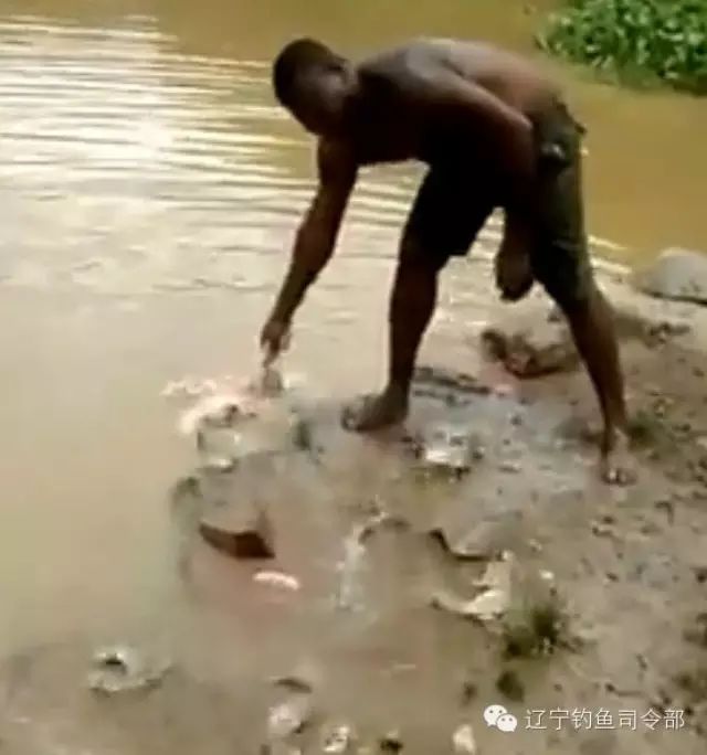 （视频）非洲人用一只整鸡钓鱼——回家赶紧把鱼竿撅了吧