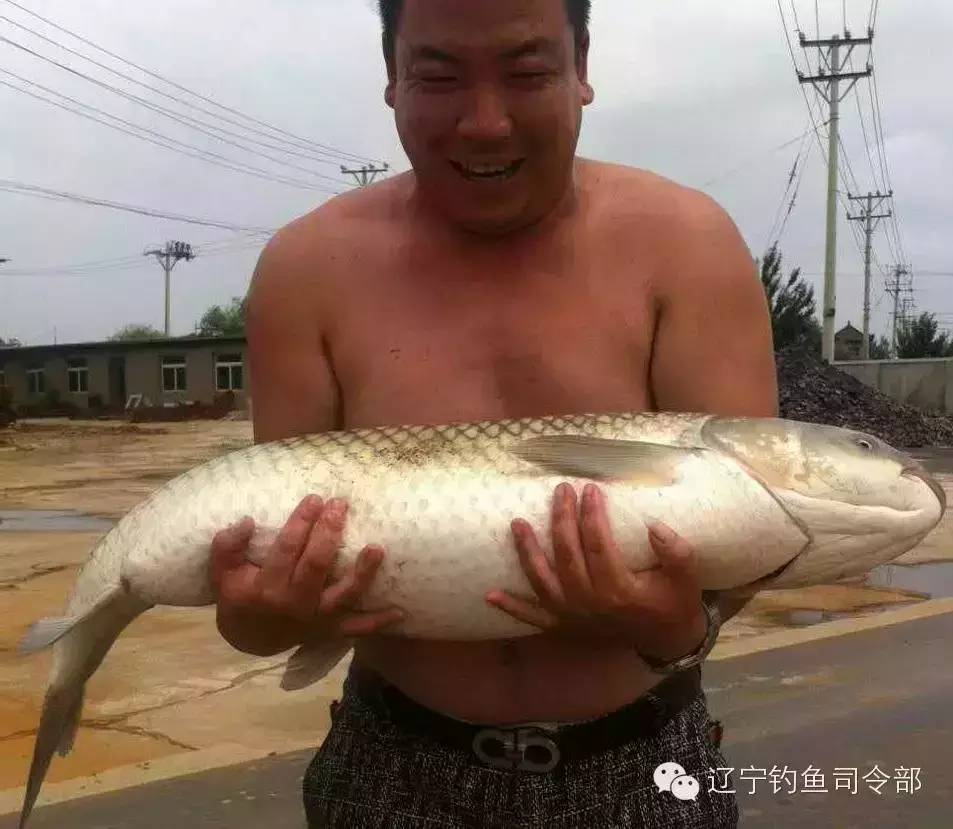 （晒大鱼）海城钓友使用白馒头钓获巨型草鱼——钓饵真是醉人