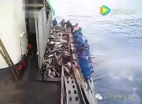 （视频）钓鱼船狂拉“金枪鱼”的真相——今天司令部给大家科普一下