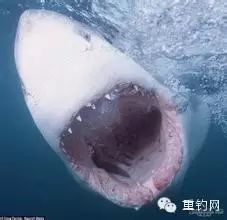 男子钓鱼遭大白鲨袭击，有惊无险