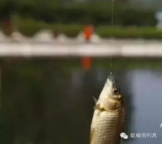 【视频】钓鱼技巧——绑钩！！！