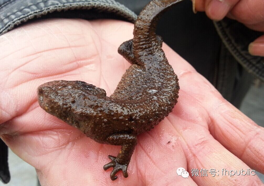 奉化西坞河中发现四脚“小怪物” 专家鉴定中国瘰螈