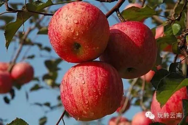 周末计划  昆明周边采摘「冬桃苹果储橙草莓火龙果」完美攻略！
