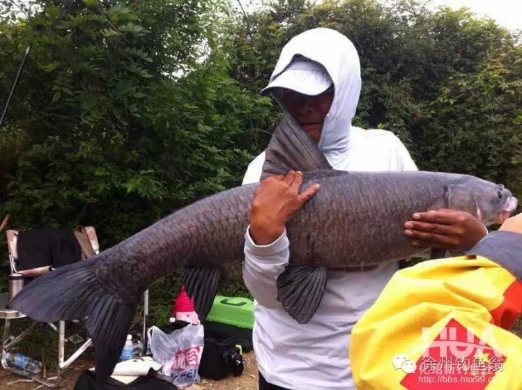 【钓鱼视频】化老师手竿钓获40斤以上的巨青鱼！