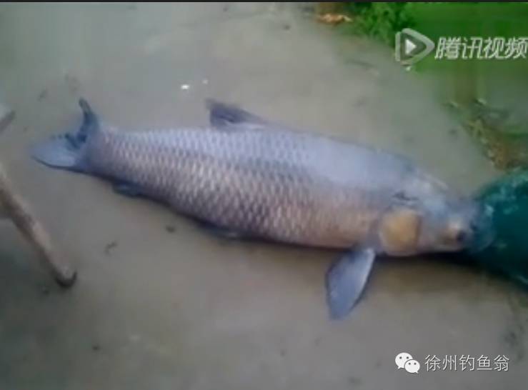 【钓鱼视频】88斤超大青鱼，老钓手沉稳溜鱼斩巨物