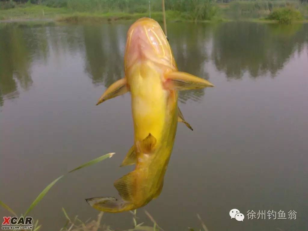 【徐州野钓地点分享】每次出去钓鱼，就是一盆黄葛鱼！