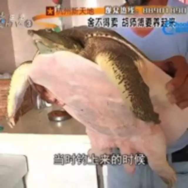 钓友在湘湖钓到14斤重大甲鱼！有人花7000元买被拒绝