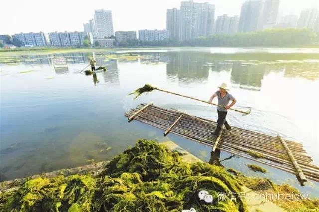 虐心！武汉晒湖治理五年未见成效，原计划今年建成生态公园！