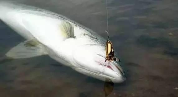 淡水霸王——鳡鱼的路亚技巧