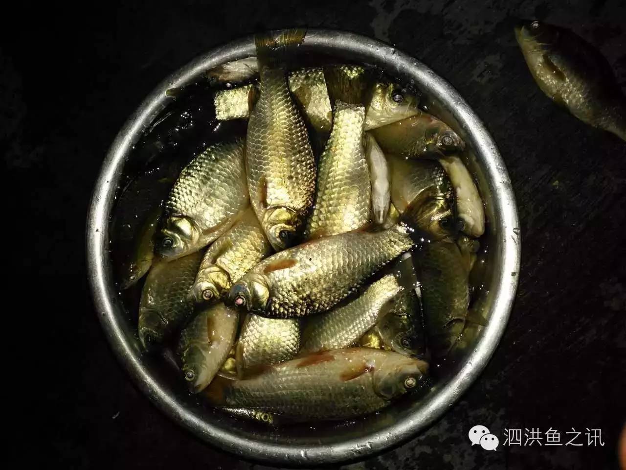 20160603 泗洪·鱼之讯 - 周未前的鱼情参考