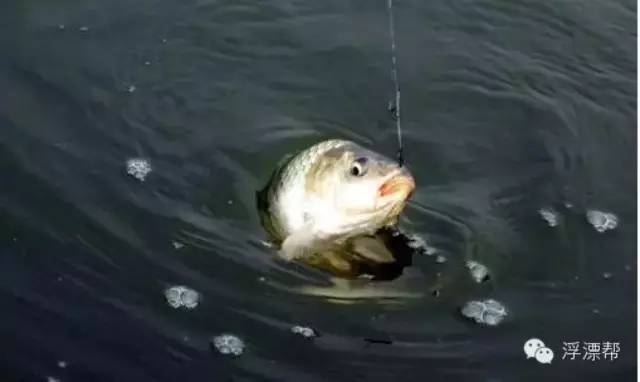 最新钓鱼如何调漂方法！