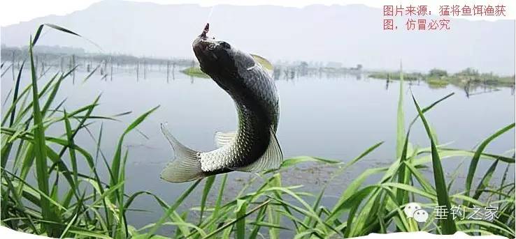 【普及】野钓中最为常见的危险鱼种
