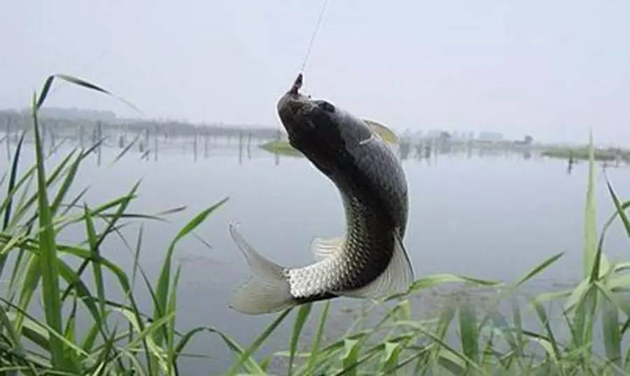 【江湖钓技】用对饵，才能让鱼开口！