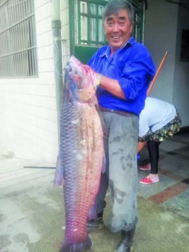 南京六旬老翁钓到长1.4米重83斤大青鱼