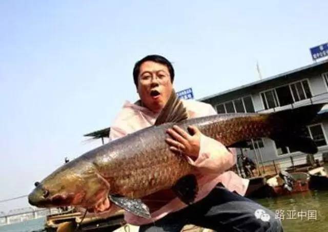 柳州钓友飞钩钓起50斤重大鱼