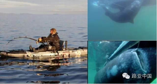男子一支钓竿拉起565公斤百岁巨鲨 刷新世界纪录