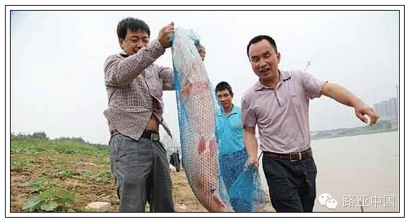 南宁：男子钓1.4米鳡鱼 5人协助拉上岸