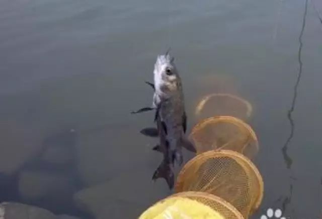 秋季溪钓鲤鱼的饵料搭配及选钓位技巧