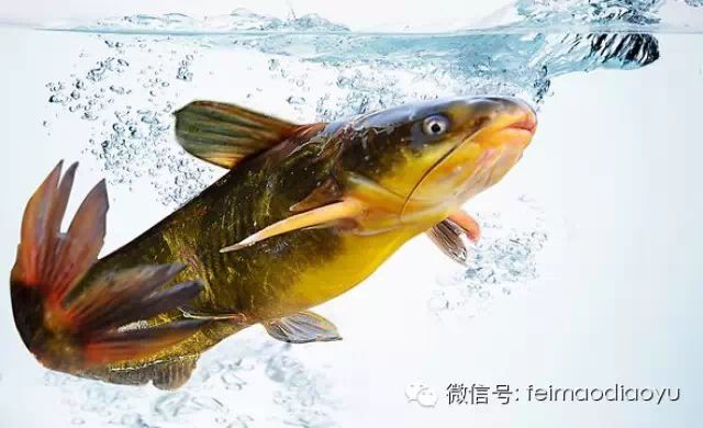 黄颡鱼的五点钓鱼技巧