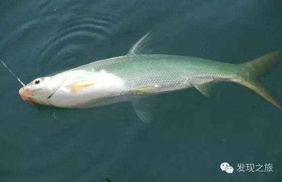 春季千岛湖——筏钓黄尾的经验谈