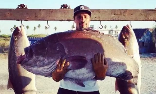 【运动趣闻】男子划独木舟海钓 2.13米长187公斤巨型石斑鱼